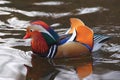 Closeup male mandarin duck (Aix galericulata) swimming, Royalty Free Stock Photo