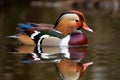 Closeup male mandarin duck - Aix galericulata swimming, viewed of profile, with a large reflection in the water Generative AI.