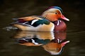 Closeup male mandarin duck - Aix galericulata swimming, viewed of profile, with a large reflection in the water Generative AI.