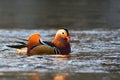 Closeup male mandarin duck Aix galericulata swimming on the water with reflection. A beautiful bird living in the wild. Royalty Free Stock Photo