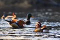 Closeup male mandarin duck Aix galericulata swimming on the water with reflection. A beautiful bird living in the wild. Royalty Free Stock Photo