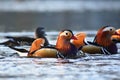 Closeup male mandarin duck Aix galericulata swimming on the water with reflection. A beautiful bird living in the wild. Royalty Free Stock Photo