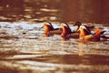 Closeup male mandarin duck Aix galericulata swimming on the water with reflection. A beautiful bird living in the wild. Royalty Free Stock Photo