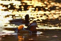 Closeup male mandarin duck Aix galericulata swimming on the water with reflection. A beautiful bird living in the wild. Royalty Free Stock Photo