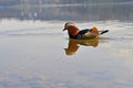 Closeup male mandarin duck Aix galericulata swimming on the water with reflection. A beautiful bird living in the wild Royalty Free Stock Photo