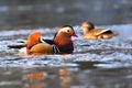 Closeup male mandarin duck Aix galericulata swimming on the water with reflection. A beautiful bird living in the wild. Royalty Free Stock Photo