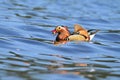 Closeup male mandarin duck (Aix galericulata) swimming on the water with reflection. A beautiful bird living in the wild Royalty Free Stock Photo