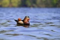 Closeup male mandarin duck (Aix galericulata) swimming on the water with reflection. A beautiful bird living in the wild Royalty Free Stock Photo