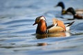 Closeup male mandarin duck (Aix galericulata) swimming on the water with reflection. A beautiful bird living in the wild Royalty Free Stock Photo