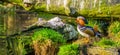 Closeup of a male mandarin duck standing at the water side, tropical bird from Asia Royalty Free Stock Photo