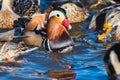 A closeup of a male Mandarine duck in Burnaby lake.