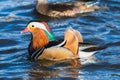 A closeup of a male Mandarine duck in Burnaby lake.