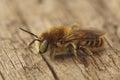 Closeup on a male Mediterranean woodboring bee, Lithurgus chrysurus sitting on wood Royalty Free Stock Photo