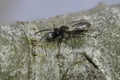 Closeup on a male Mellow minder mining bee, Andrena mitis sitting on wood