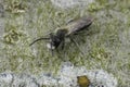 Closeup on a male Mellow minder mining bee, Andrena mitis sitting on wood