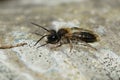 Closeup on a male mellow miner bee, Andrena mitis warming up on a piece of wood