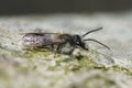 Closeup on a male mellow miner bee, Andrena mitis warming up on a piece of wood