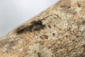 Closeup of a male of the Mellow miner mining bee, Andrena mitis sitting on the bark of a tree