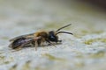 Closeup on a male Mellow miner solitary bee, Andrena mitis sitting on a bark of a tree