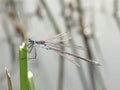 Closeup of a male Migrant spreadwing damselfly ,lestes barbarus, isolated against a vernal pond Royalty Free Stock Photo