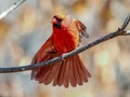 Closeup of a male northern cardinal, Cardinalis cardinalis on the branch. Royalty Free Stock Photo