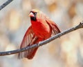 Closeup of a male northern cardinal, Cardinalis cardinalis on the branch. Royalty Free Stock Photo