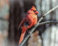 Closeup of a male northern cardinal, Cardinalis cardinalis on the branch. Royalty Free Stock Photo