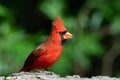 Closeup of a male northern cardinal, Cardinalis cardinalis. Royalty Free Stock Photo