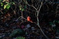 Closeup of a male Northern Cardinal perched on a tree branch in a forest Royalty Free Stock Photo