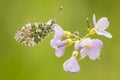 Orange tip butterfly