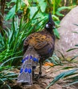 Closeup of a male palawan pheasant from the back, beautiful peacock with colorful feathers Royalty Free Stock Photo