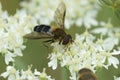 Closeup on a male Pale-saddled Leucozona glaucia, male sitting on white Hogwed flowers Royalty Free Stock Photo