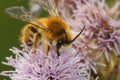 Closeup of a male Pantaloon bee, Dasypoda hirtipes, on a purple thistle