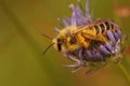 Closeup on a male Pantaloon bee, Dasypoda hirtipes, sitting Royalty Free Stock Photo