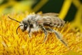 Closeup on a male Pantaloon bee, Dasypoda hirtipes on a yellow flower