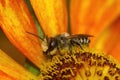 Closeup on a male patchwork leafcutter bee , Megachile centuncularis on an orange Helenium flower