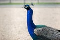 Closeup of male peacock head with blue feathers Royalty Free Stock Photo