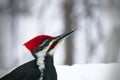 Male pileated woodpecker dryocopus pileatus with tongue sticking out Royalty Free Stock Photo