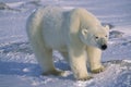 Closeup of male polar bear