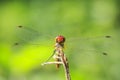 Closeup of a male red colored Ruddy darter Sympetrum sanguineum Royalty Free Stock Photo