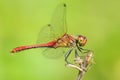 Closeup of a male red colored Ruddy darter Sympetrum sanguineum Royalty Free Stock Photo