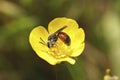 Closeup on a male red girdled nomad bee, Andrena labiata drinking nectar from yellow buttercup flower Royalty Free Stock Photo