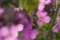 Closeup on a male Red Mason bee, Osmia rufa in purple wallflowers in the garden Royalty Free Stock Photo