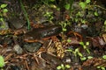 Closeup on a male Rough-skinned newt, Taricha granulosa in Northern California