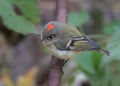 Closeup of male Ruby-crowned Kinglet displaying red patch on head