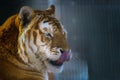 Closeup of a male Siberian tiger with beautiful eyes licking its nose at the Cougar Mountain Zoo Royalty Free Stock Photo