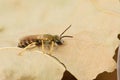 Closeup on a male small golden furrow bee, Halictus subauratus, resting on a dried leaf