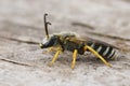 Closeup on a male Tawny-legged furrow bee, Halictus fulvipes sitting on wood