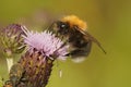 Closeup of a male Tree bumblebee ,Bombus hypnorum, sipping nectar Royalty Free Stock Photo