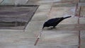 Closeup of a male Tristam`s starling drinking water in a street in Israel